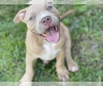 Small Photo #4 American Bully Puppy For Sale in RAEFORD, NC, USA