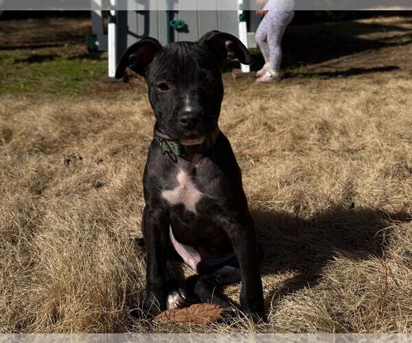 Medium Photo #3 American Pit Bull Terrier-American Staffordshire Terrier Mix Puppy For Sale in Chester, VA, USA