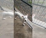 Small American Pit Bull Terrier Mix
