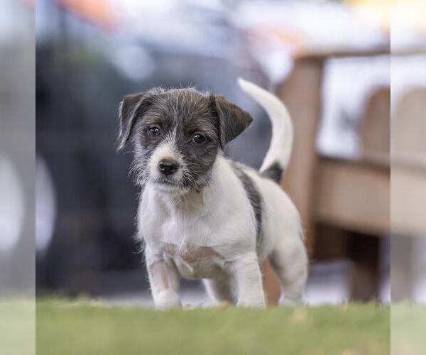 Medium Photo #4 Mutt Puppy For Sale in San Diego, CA, USA