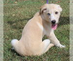 Small #2 Huskies -Labrador Retriever Mix