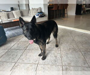 German Shepherd Dog Dogs for adoption in Plantation, FL, USA