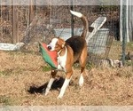 Small #4 Mutt