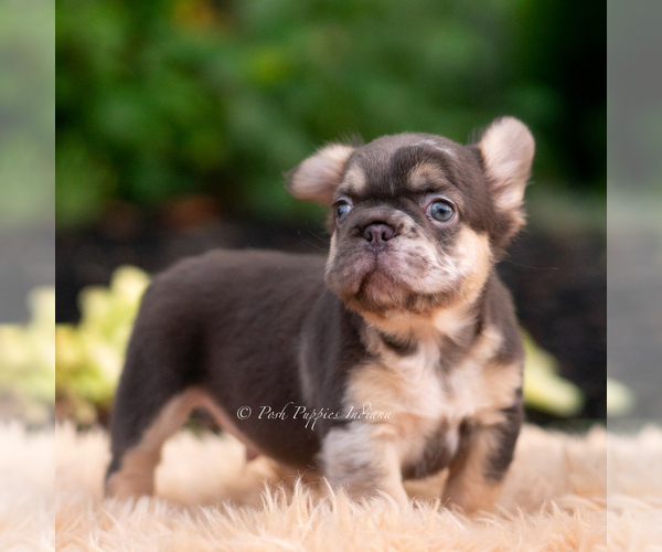 Medium Photo #11 French Bulldog Puppy For Sale in WARSAW, IN, USA