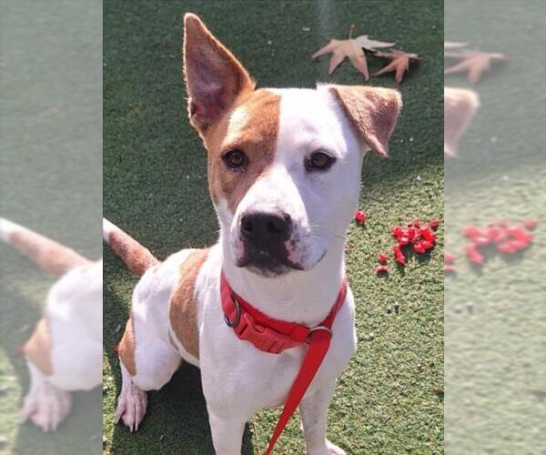 Medium Photo #2 Mutt Puppy For Sale in Woodland, CA, USA