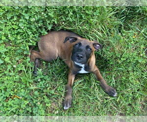 Medium Labrador Retriever Mix