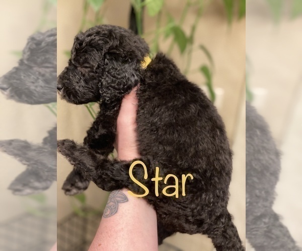 Medium Photo #29 Goldendoodle-Poodle (Standard) Mix Puppy For Sale in GRESHAM, OR, USA