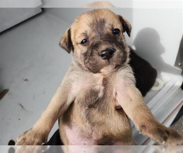 Medium Photo #1 Staffordshire Bull Terrier-Unknown Mix Puppy For Sale in Houston, TX, USA