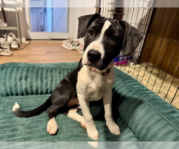Medium Photo #12 Boxer-Unknown Mix Puppy For Sale in Mooresville, NC, USA