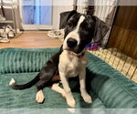 Small #11 Boxer Mix