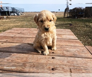 Goldendoodle Puppy for sale in LEON, KS, USA