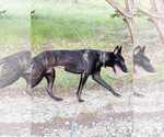 Small #5 Dutch Shepherd  Mix
