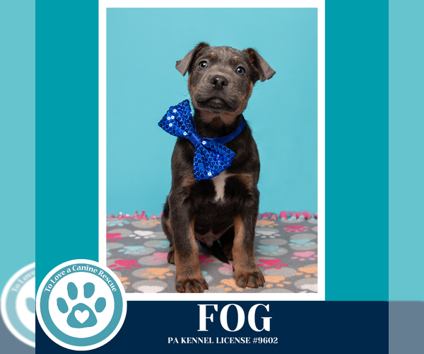 Medium Photo #3 Labrador Retriever-Unknown Mix Puppy For Sale in Kimberton, PA, USA