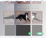 Small Photo #1 Bernese Mountain Dog Puppy For Sale in TAYLORSVILLE, NC, USA