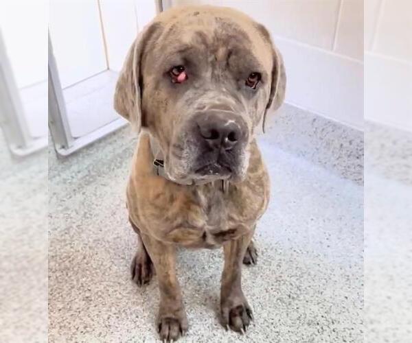 Medium Photo #2 Mutt Puppy For Sale in Houston, TX, USA