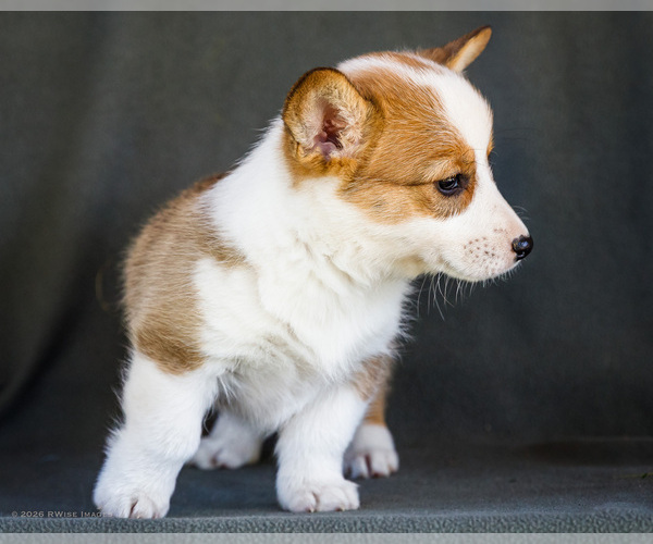 Medium Photo #17 Pembroke Welsh Corgi Puppy For Sale in WAKARUSA, IN, USA