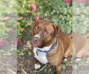 Wemberly - Female Mutt Dog for Adoption - Photo #32