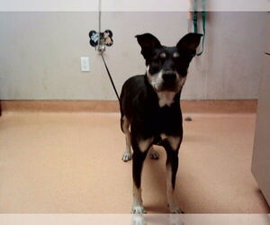 American Pit Bull Terrier-Unknown Mix Dogs for adoption in Martinez, CA, USA