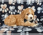 Small Photo #6 Cocker Spaniel-Poodle (Miniature) Mix Puppy For Sale in NEW HOLLAND, PA, USA