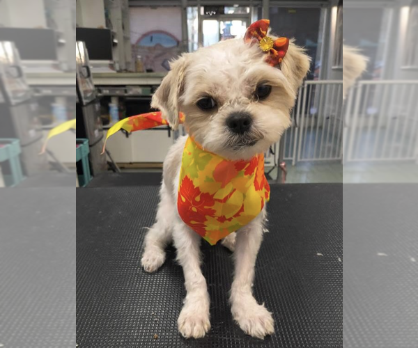 Medium Photo #8 Mutt Puppy For Sale in Brooklyn, NY, USA