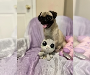 Mother of the Pug puppies born on 08/18/2022