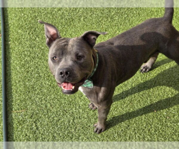 Medium Photo #1 American Pit Bull Terrier Puppy For Sale in Derwood, MD, USA