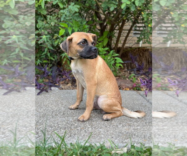 Medium Photo #3 Puggle Puppy For Sale in PIPE CREEK, TX, USA