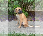 Small #2 Puggle