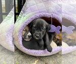Small #3 Labrador Retriever Mix
