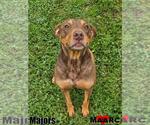 Small Australian Kelpie Mix