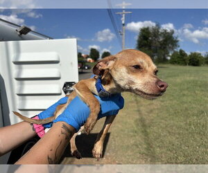Chihuahua-Unknown Mix Dogs for adoption in Oklahoma City, OK, USA