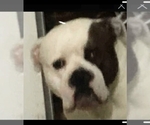 Small Photo #50 American Bulldog Puppy For Sale in INDEPENDENCE, MO, USA