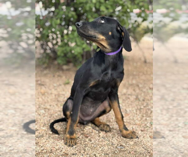 Medium Photo #2 Doberman Pinscher-Labrador Retriever Mix Puppy For Sale in PIPE CREEK, TX, USA