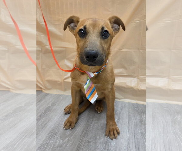 Medium Photo #3 Feist Terrier-Jack Russell Terrier Mix Puppy For Sale in Attalka, AL, USA