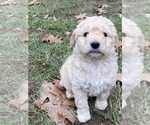 Small Photo #25 Aussiedoodle Miniature  Puppy For Sale in COMMERCE, MI, USA