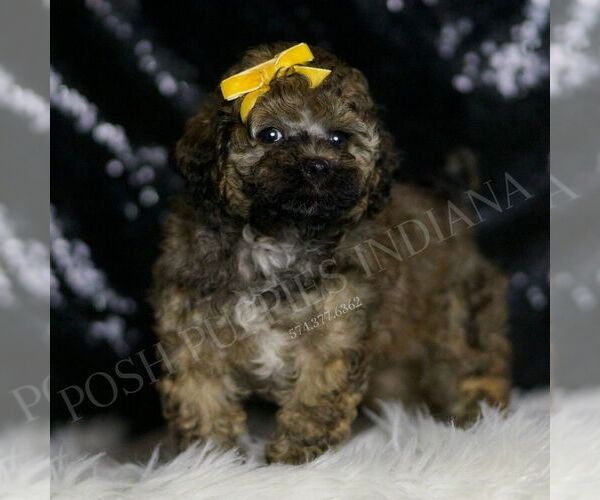 Medium Photo #126 Poodle (Miniature) Puppy For Sale in WARSAW, IN, USA
