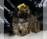 Small Photo #126 Poodle (Miniature) Puppy For Sale in WARSAW, IN, USA
