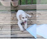 Small #1 Mutt