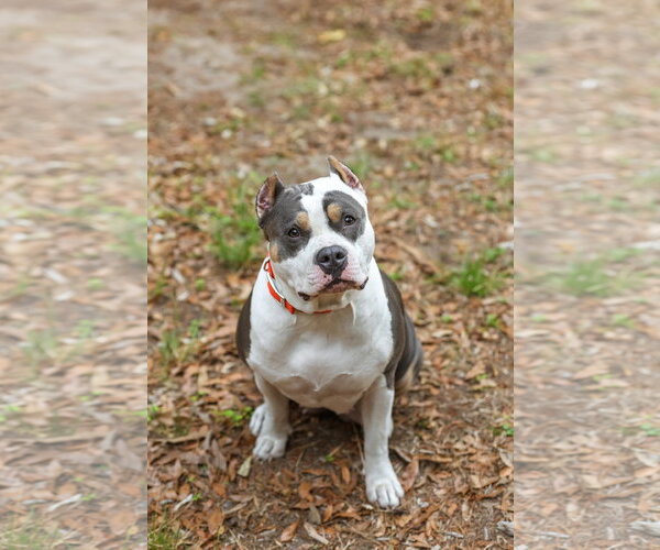 Medium Photo #1 American Staffordshire Terrier-Unknown Mix Puppy For Sale in  Gainesville, FL, USA
