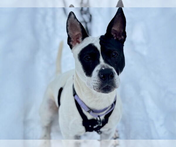 Medium Photo #20 Mutt Puppy For Sale in Gloversville, NY, USA