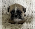 Small #3 French Bulldog