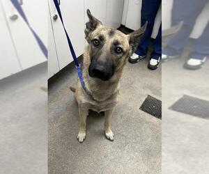 German Shepherd Dog Dogs for adoption in HESPERIA, CA, USA