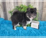 Small Photo #7 Pomsky Puppy For Sale in BELLEVUE, IA, USA