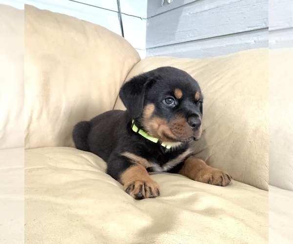 Medium Photo #26 Rottweiler Puppy For Sale in BRIGHTON, CO, USA