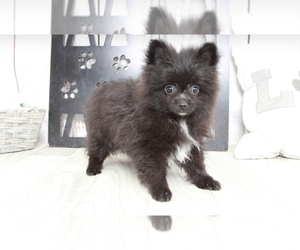 Pomeranian Puppy for sale in MARIETTA, GA, USA