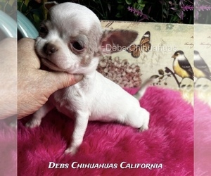 Chihuahua Puppy for sale in TRACY, CA, USA