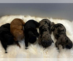 Small Photo #8 Cockapoo Puppy For Sale in ROCHESTER, MN, USA