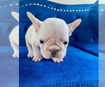 Small #13 French Bulldog