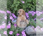 Small #2 Golden Retriever