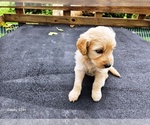 Small #4 Goldendoodle